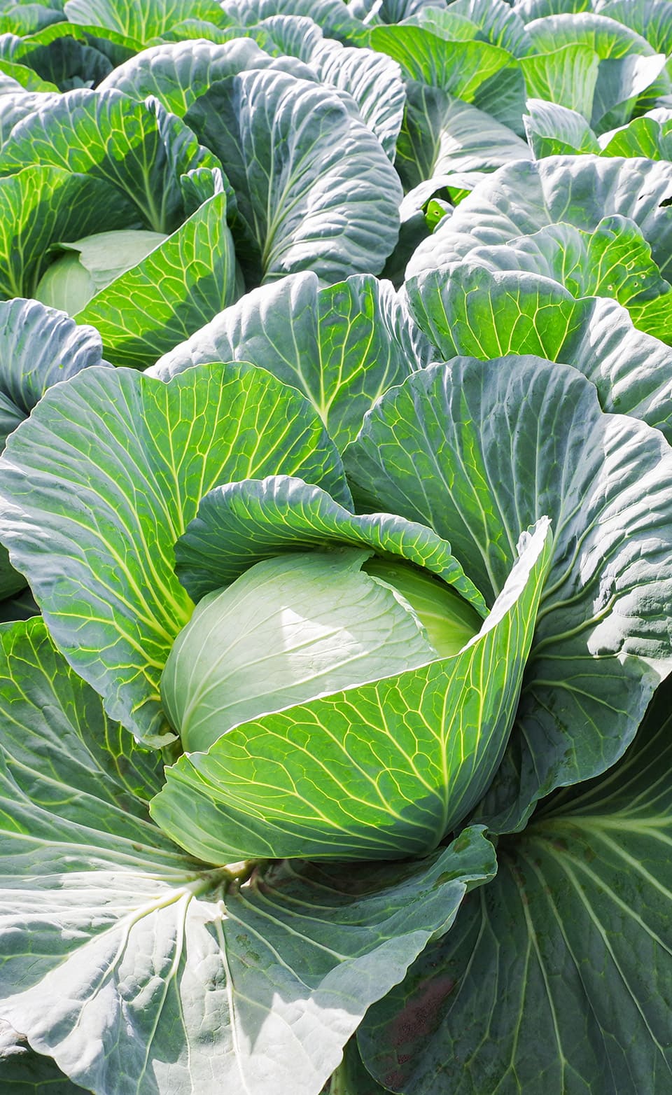 ORGANIC FARMING