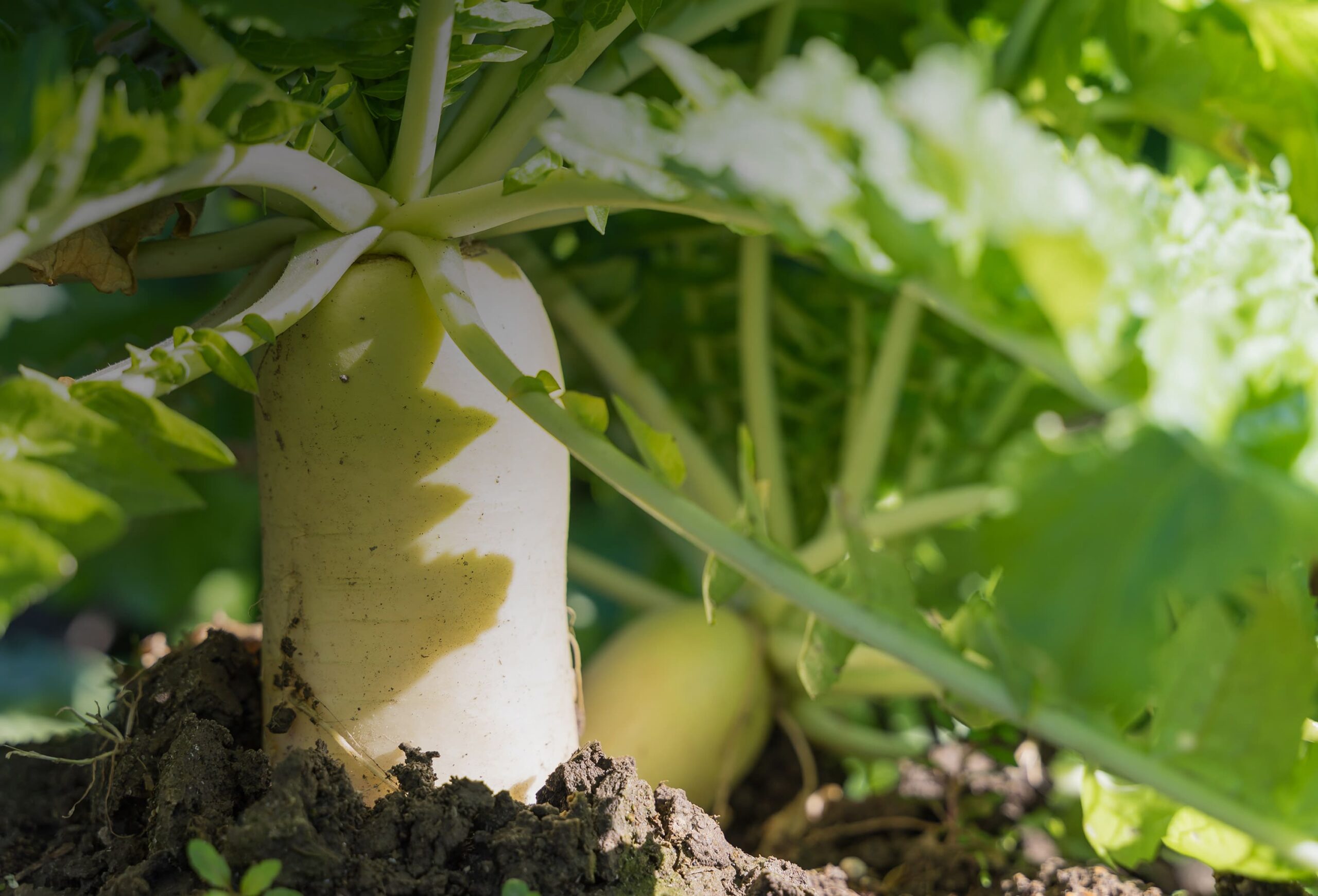 ORGANIC FARMING