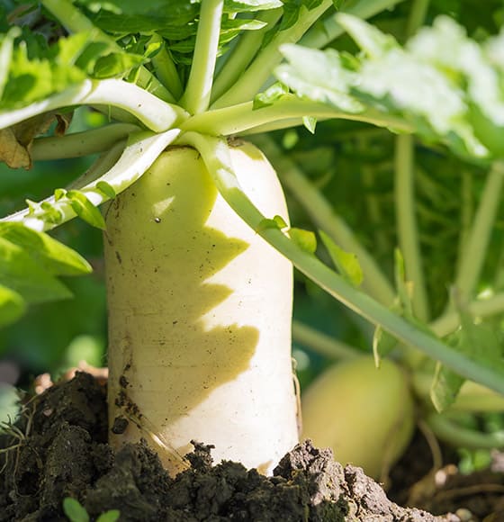 ORGANIC FARMING