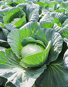 ORGANIC FARMING